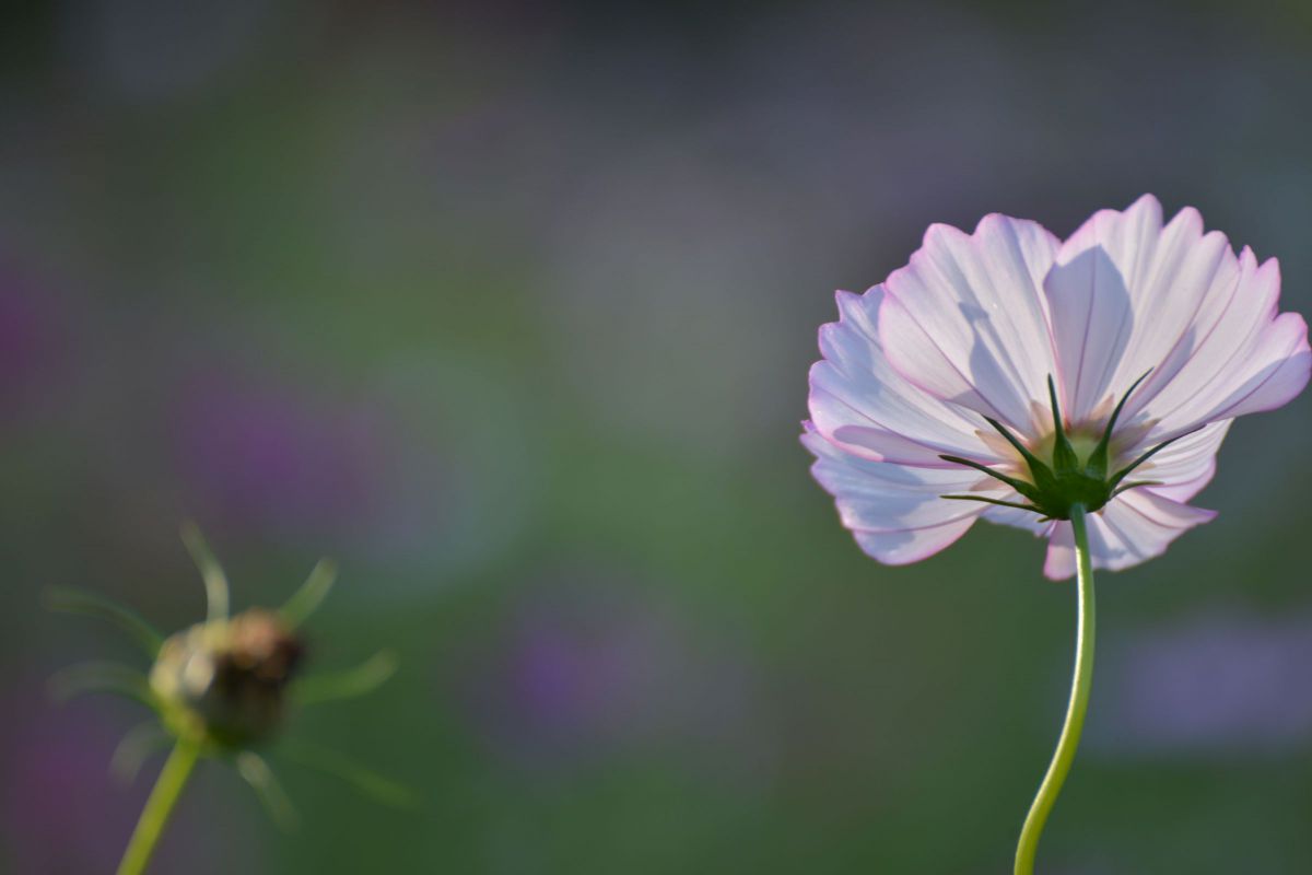 コスモス 花と蕾の後ろ姿 植物 花 花びら Ganref