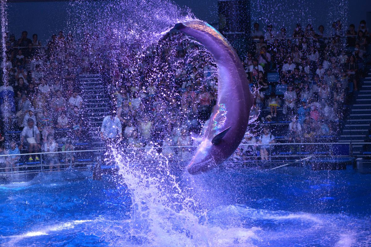 回転 水飛沫を巻き上げて 動物 その他の海の生物 Ganref