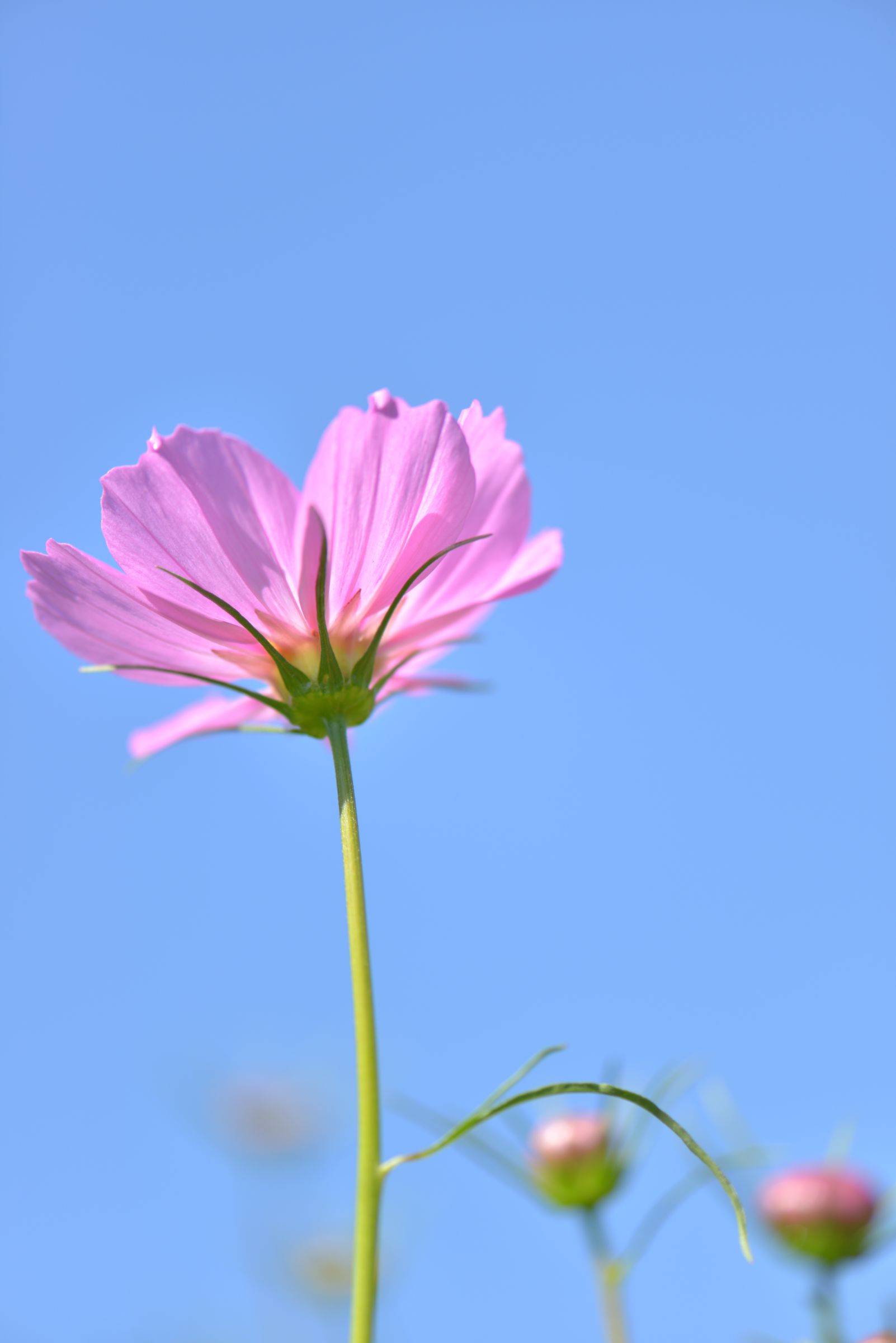 コスモス～あの空へ向かって | GANREF