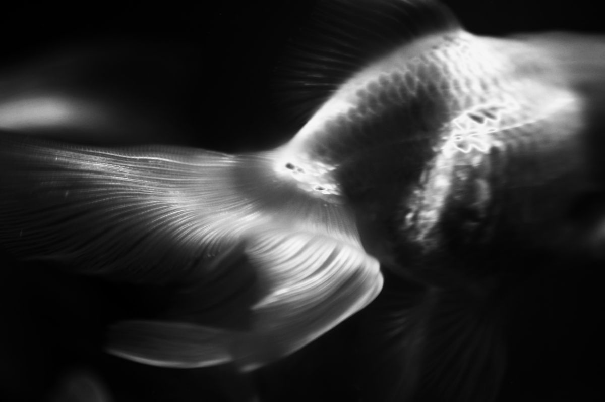 モノクロ 金魚 動物 魚類 Ganref