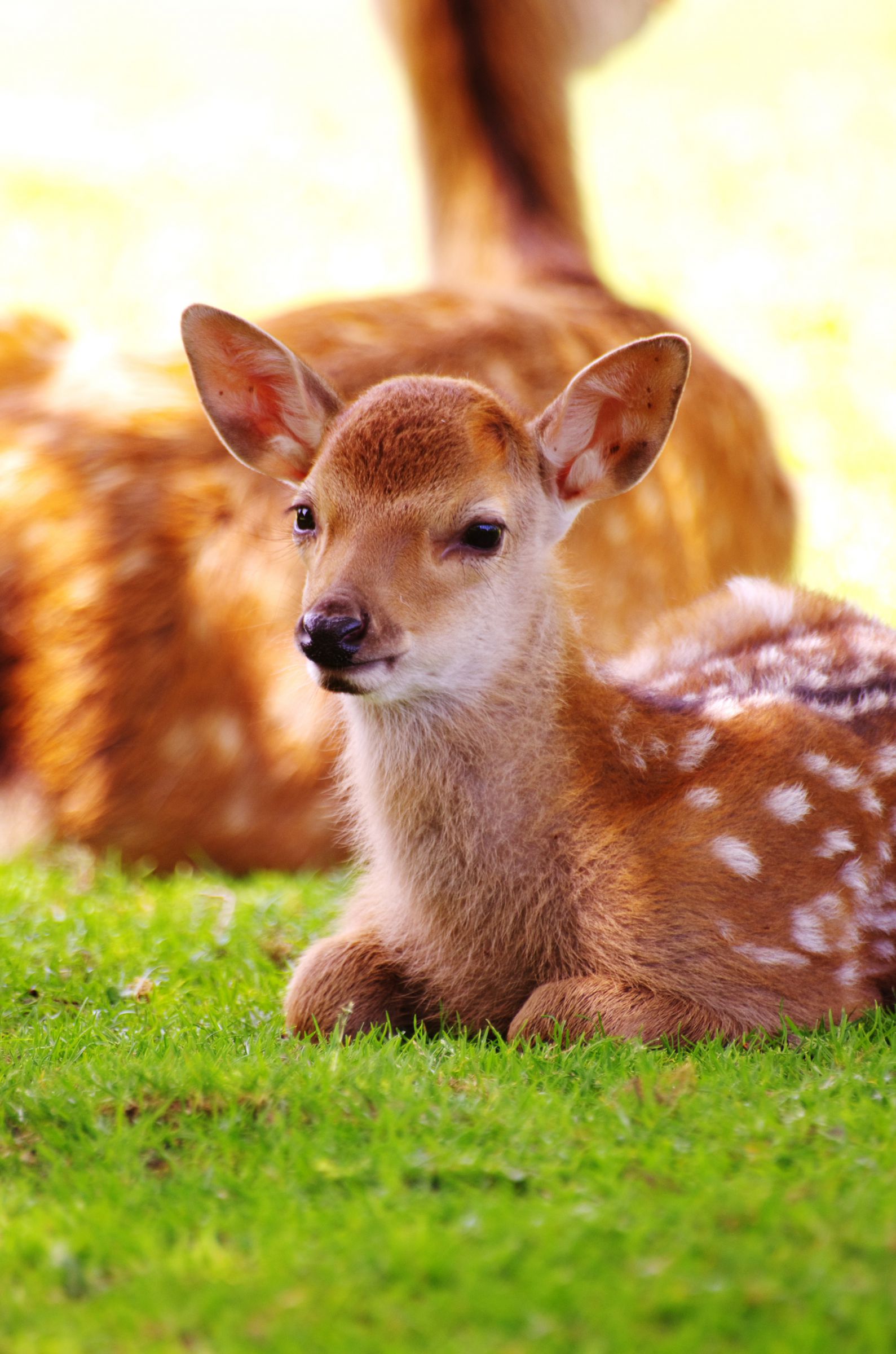 バンビー小鹿 バンビ | GANREF