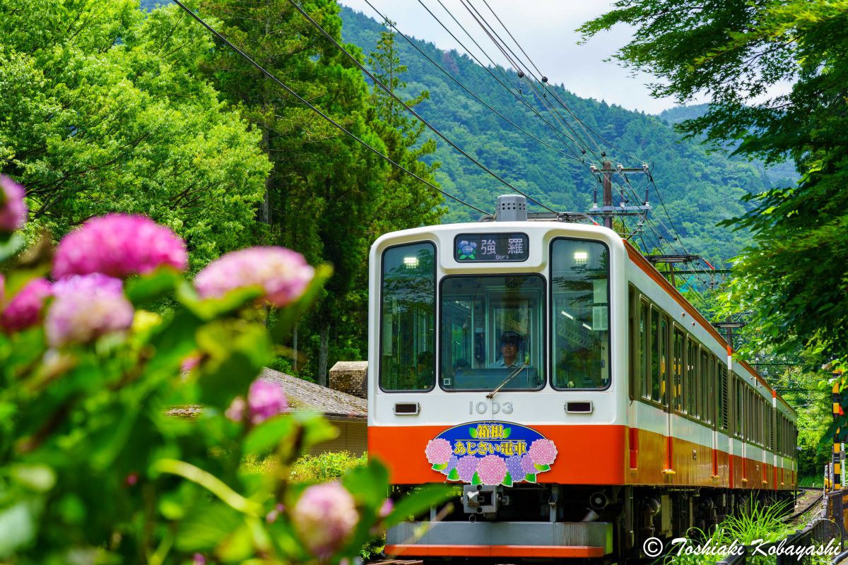 箱根登山鉄道あじさい電車撮影記 | GANREF