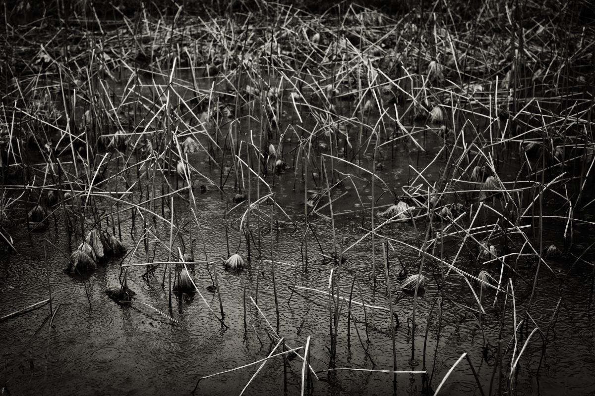陰鬱 植物 草 葉 芽 Ganref