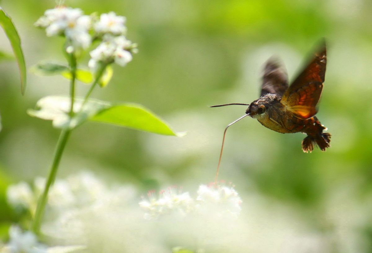 蕎麦畑のホシホウジャク 動物 虫 昆虫 Ganref