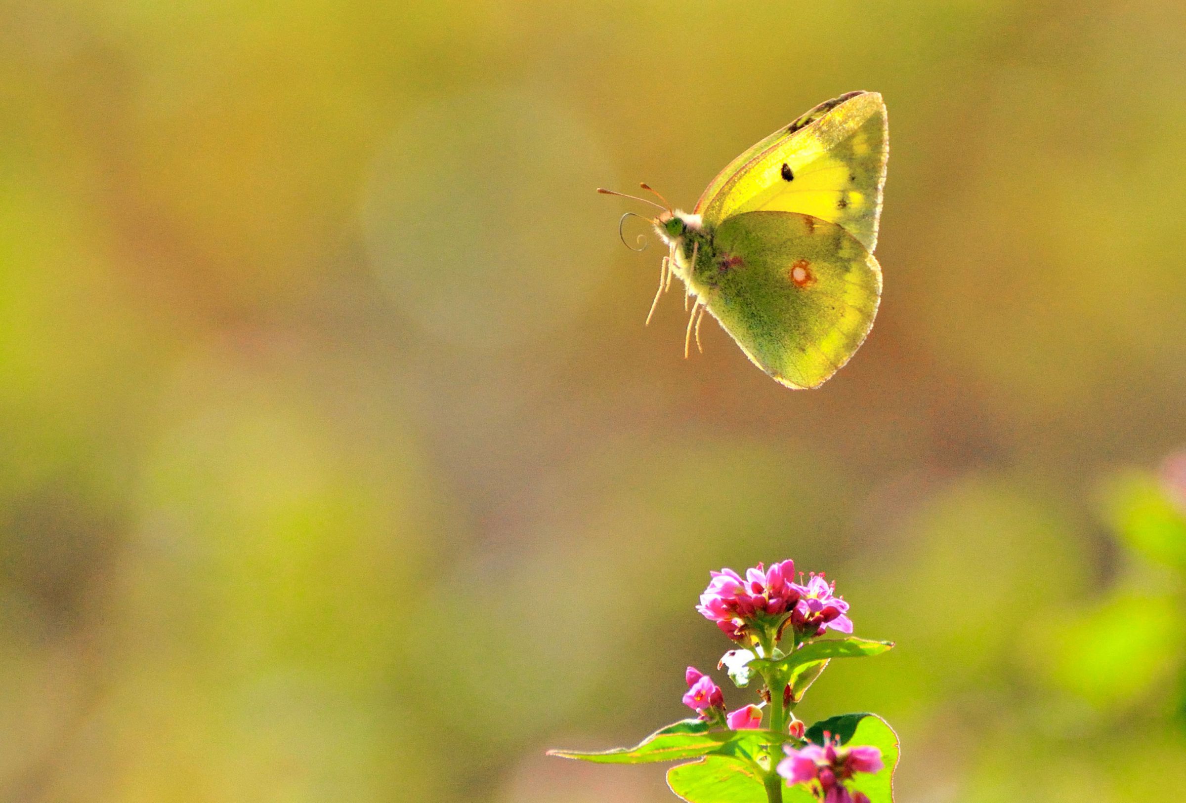 モンキチョウ飛ぶ | GANREF