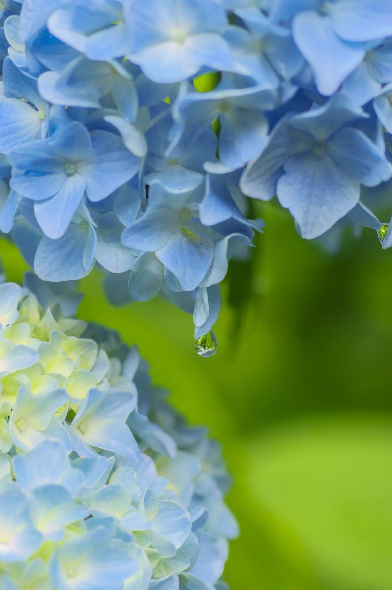 梅雨色模索 植物 花 花びら Ganref