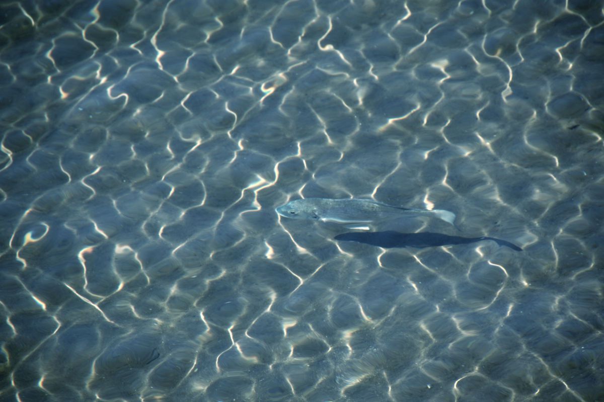 魚影 動物 魚類 Ganref