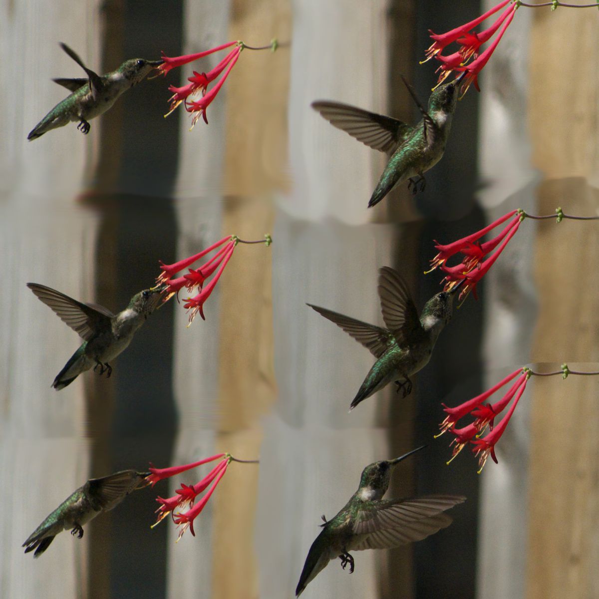 ハミングバード 過小評価されてるMS、ゼータプラスC1「ハミングバード」 : r/Gundam