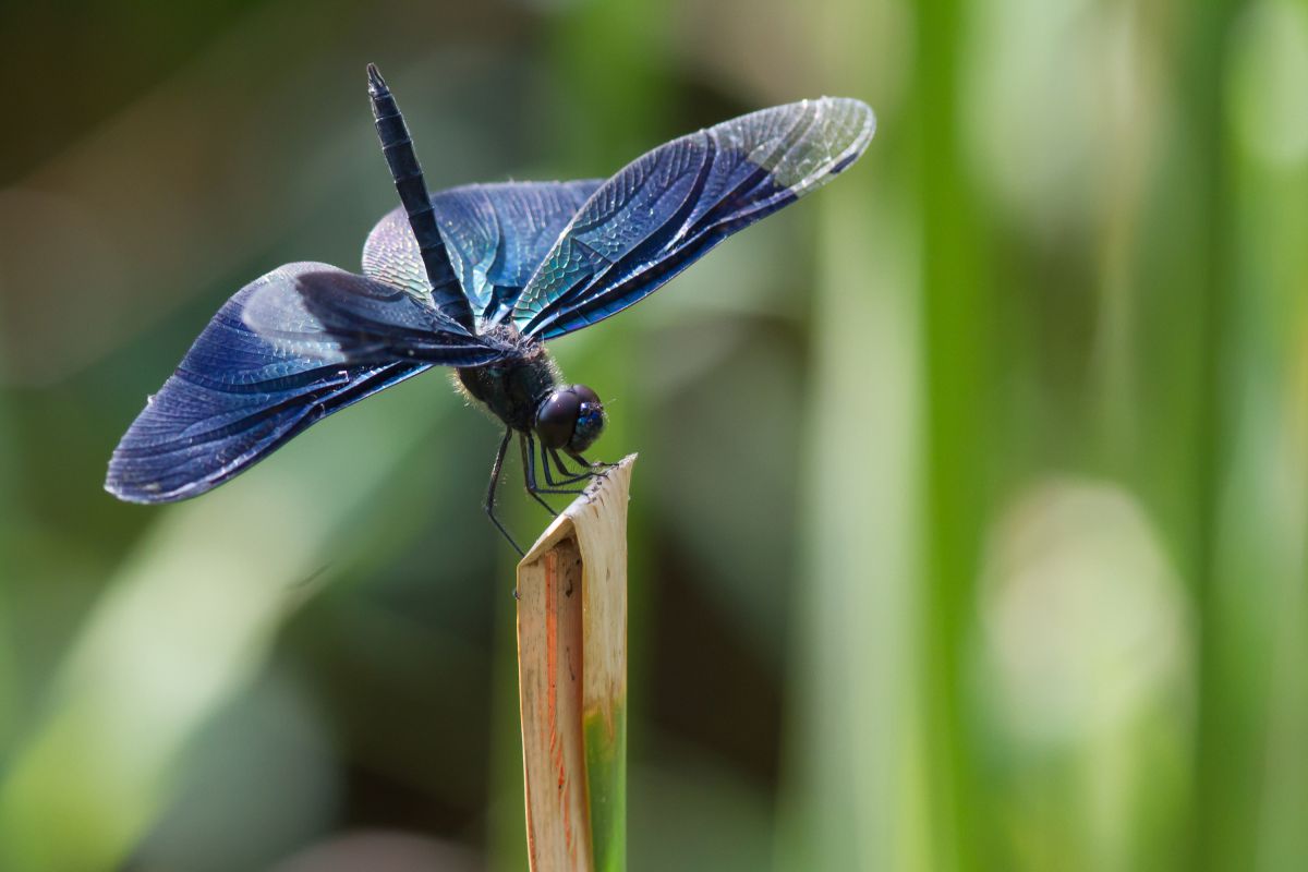 チョウトンボの倒立 動物 虫 昆虫 Ganref チョウトンボの倒立 動物 虫 昆虫 Ganref