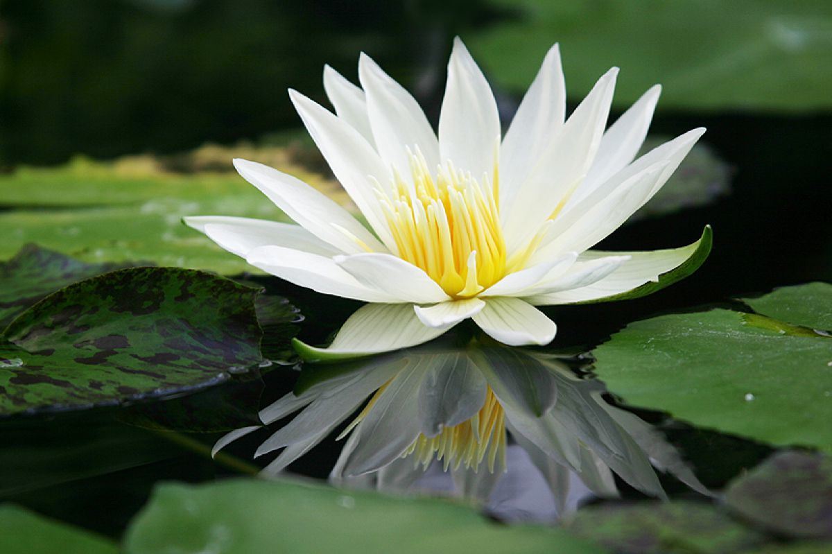 睡蓮 植物 花 花びら Ganref