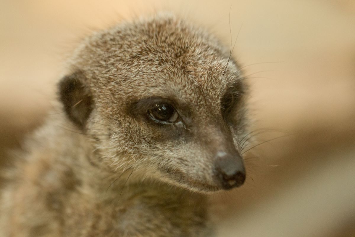 プーチン大統領 動物 小動物 Ganref