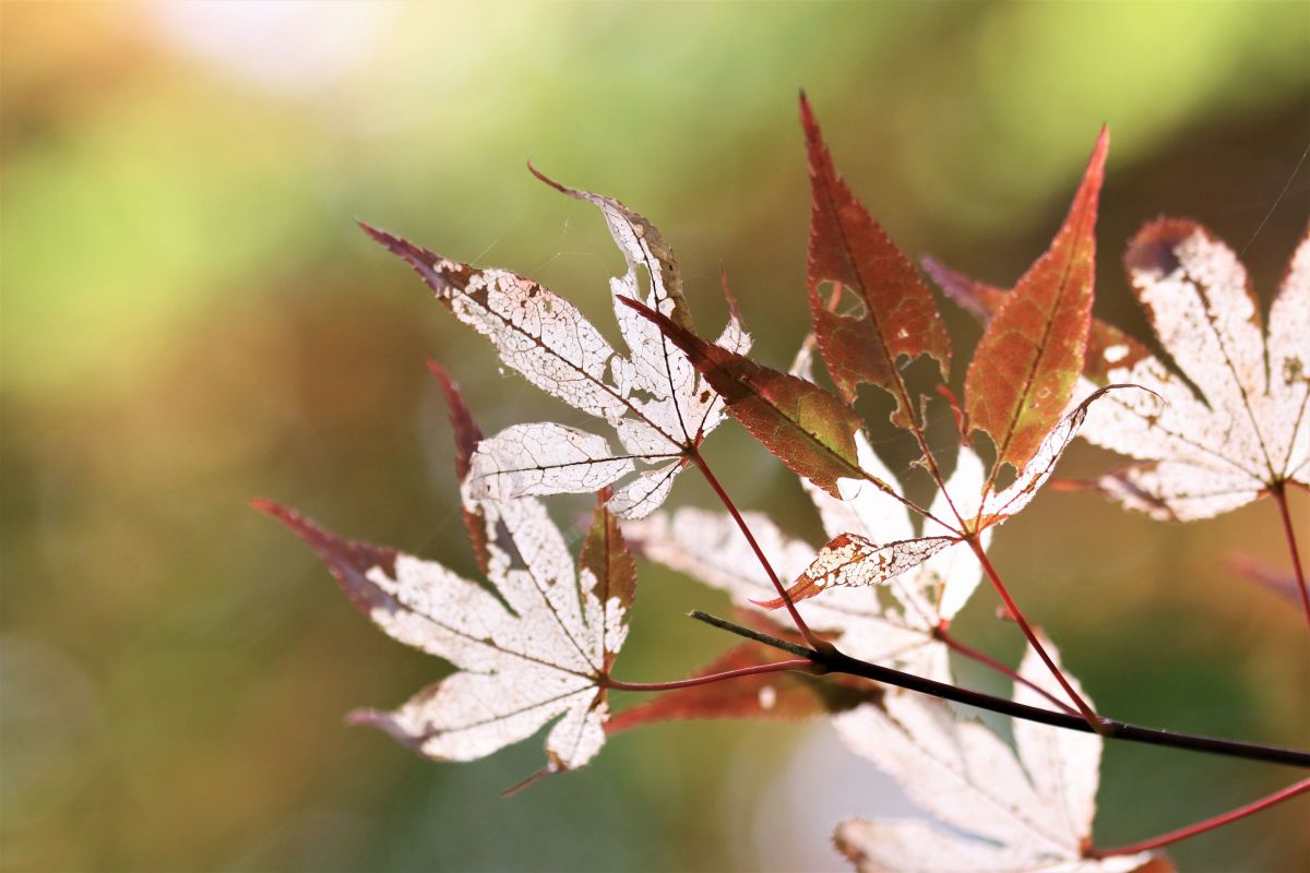 暑すぎた夏 植物 草 葉 芽 Ganref