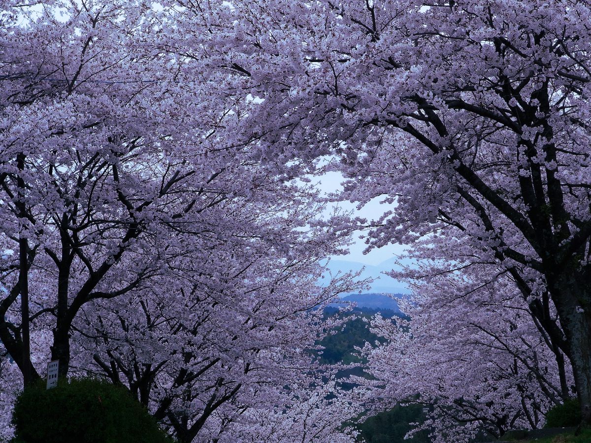 花曇り 植物 桜 Ganref
