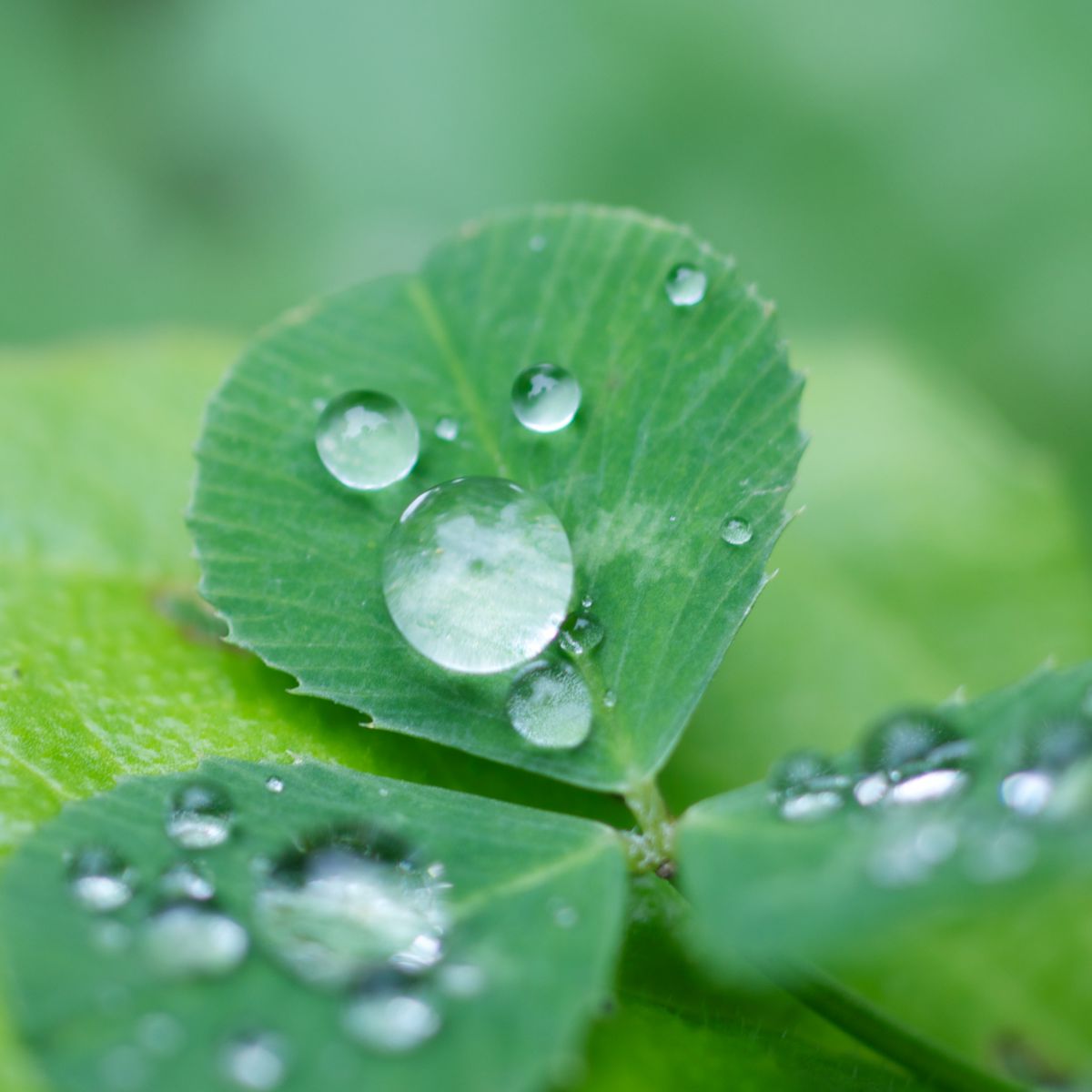 とぼけ顔 植物 草 葉 芽 Ganref