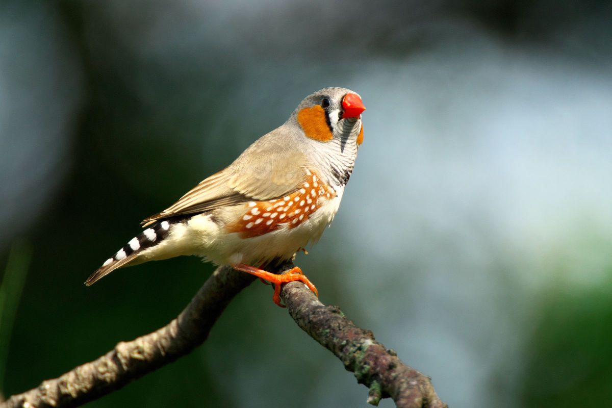 APO 135-400mm F4.5-5.6 DGで撮影された写真 | 写真検索 | GANREF