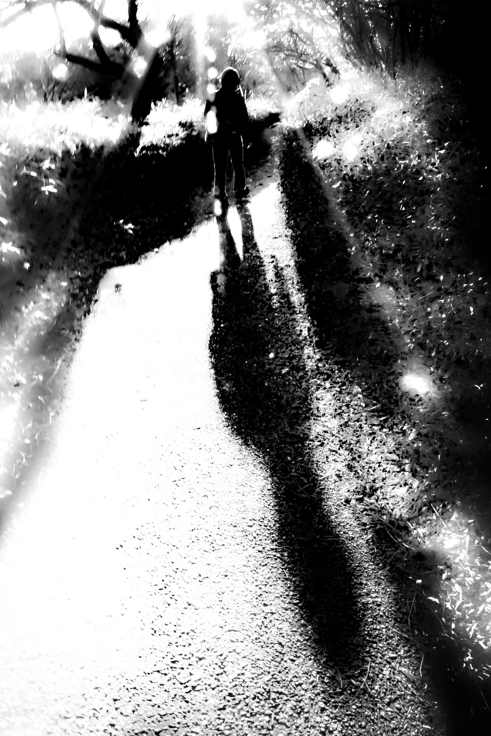 道端の光 | GANREF