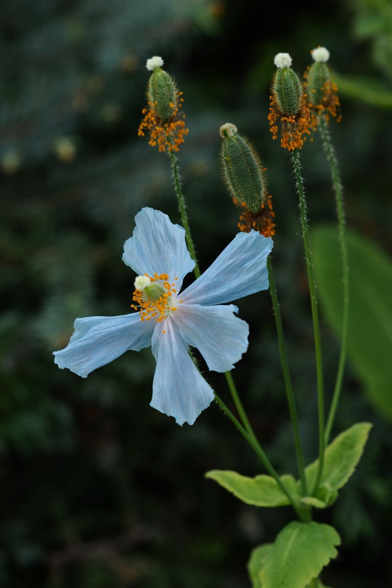 幸せの青いケシ 植物 花 花びら Ganref