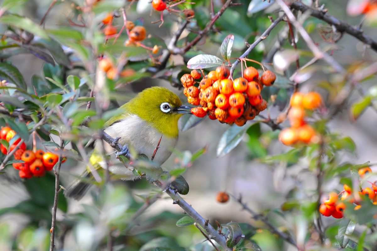啄む 2 記念写真 動物 鳥類 Ganref 啄む 2 記念写真 動物 鳥類 Ganref
