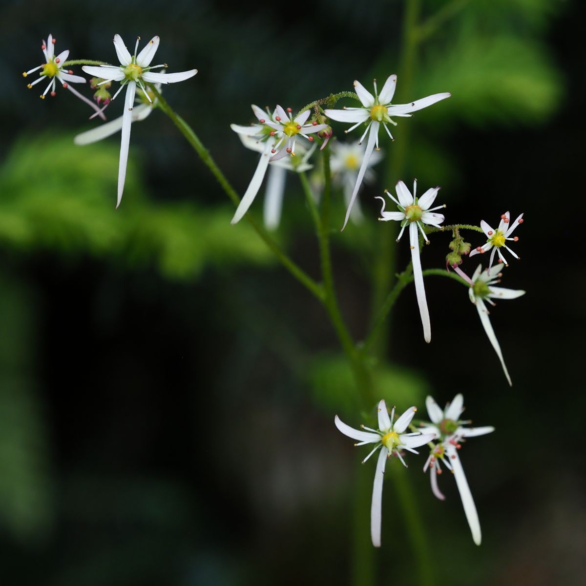 エチゼンダイモンジソウ 植物 花 花びら Ganref