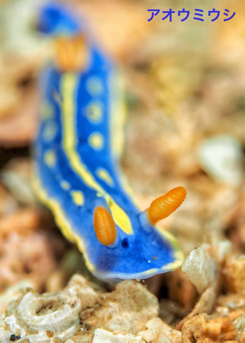 アオウミウシ 動物 その他の海の生物 Ganref