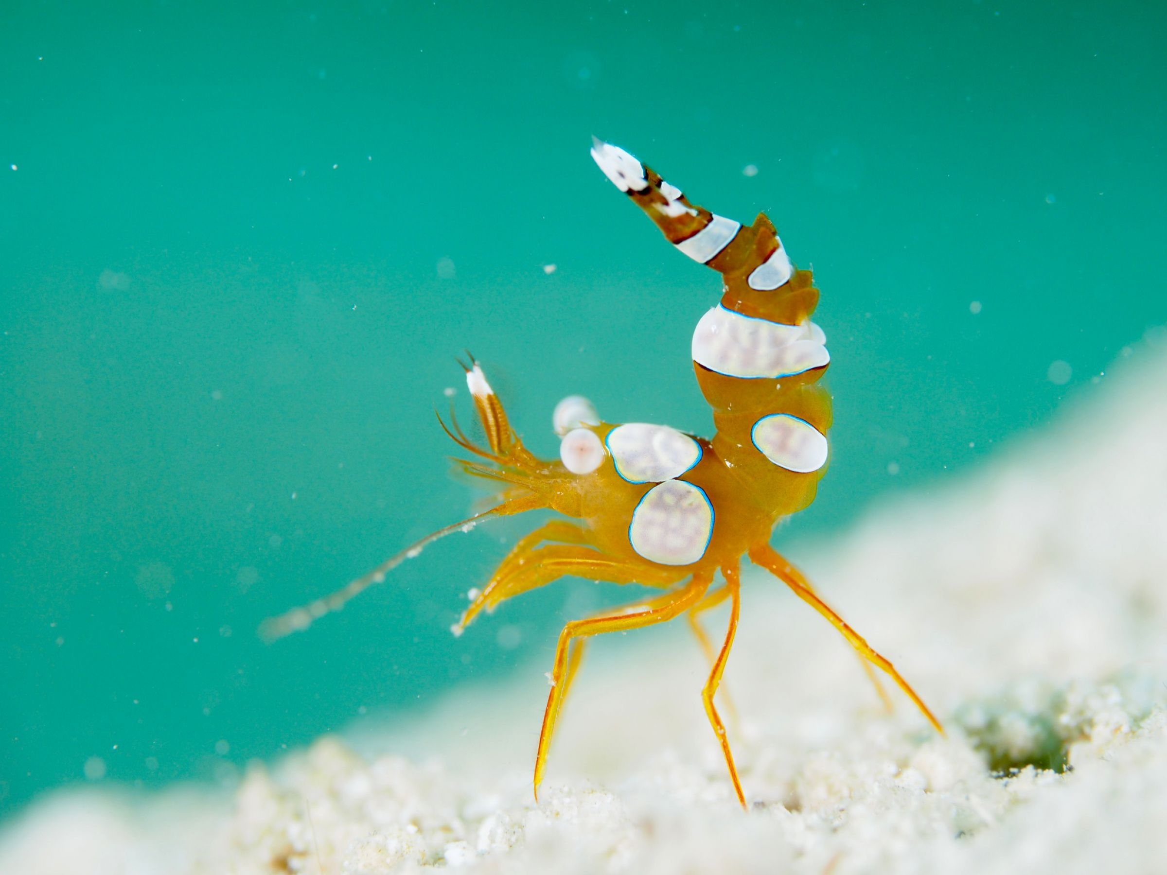 絵画】「ヤドカリとイソギンチャク」 細密画 真作