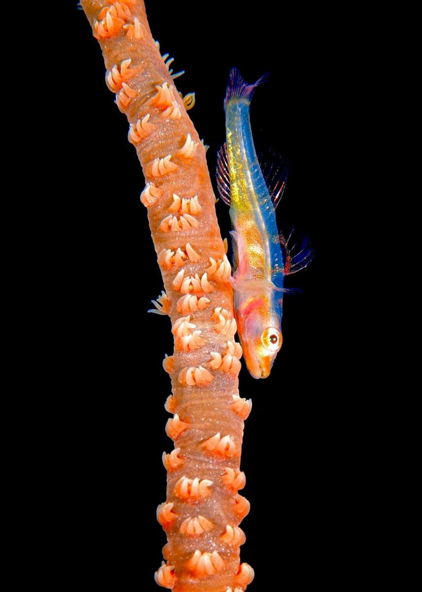 真横はバレバレ ガラスハゼ 動物 魚類 Ganref