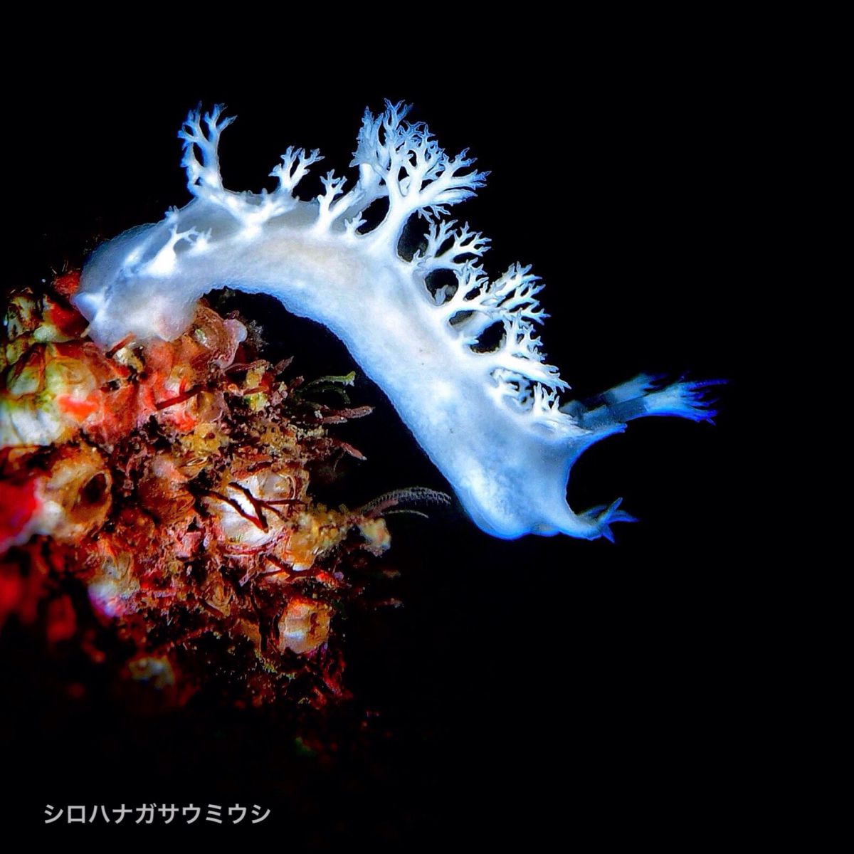 シロハナガサウミウシ 動物 その他の海の生物 Ganref