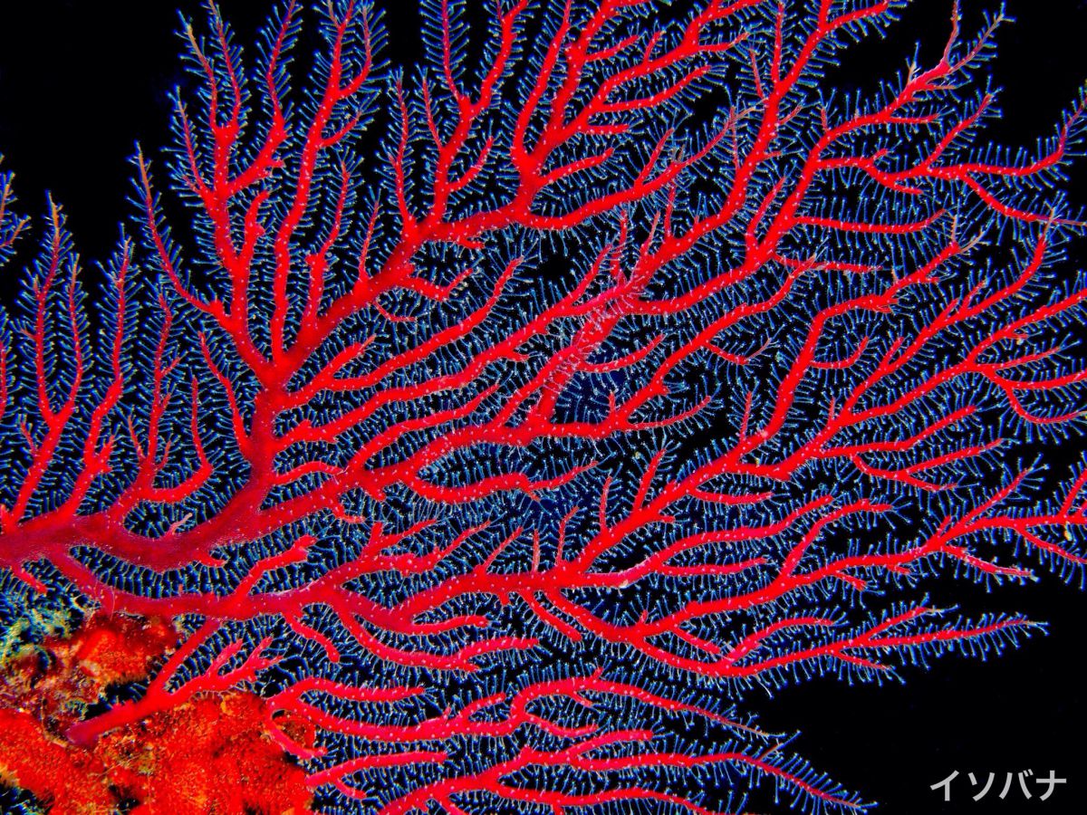 イソバナ 黒抜き 動物 その他の海の生物 Ganref