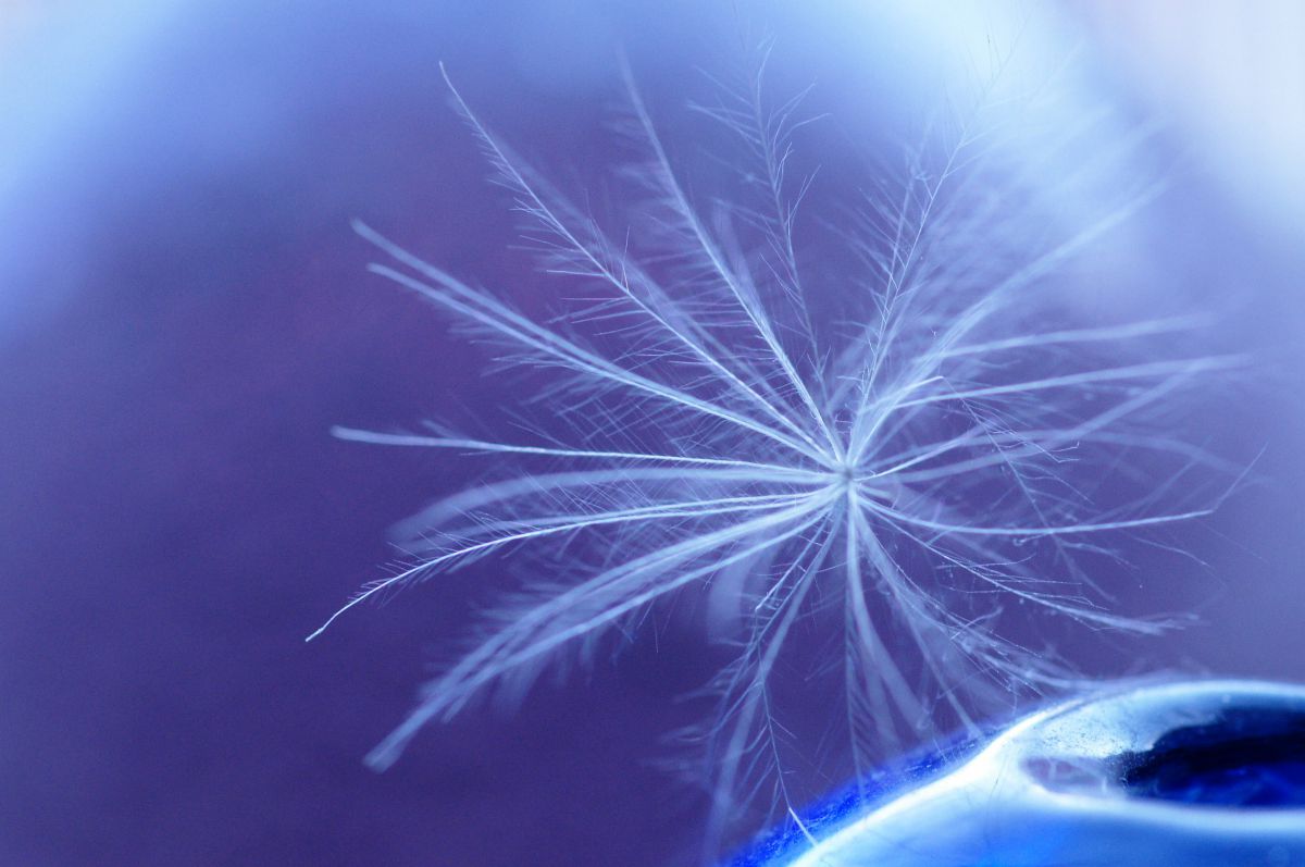 天使の溜息 植物 種 球根 Ganref