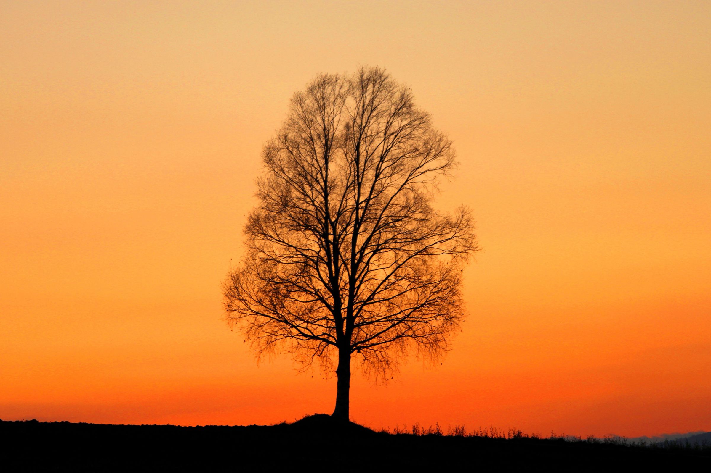 夕焼けと裸木 | GANREF