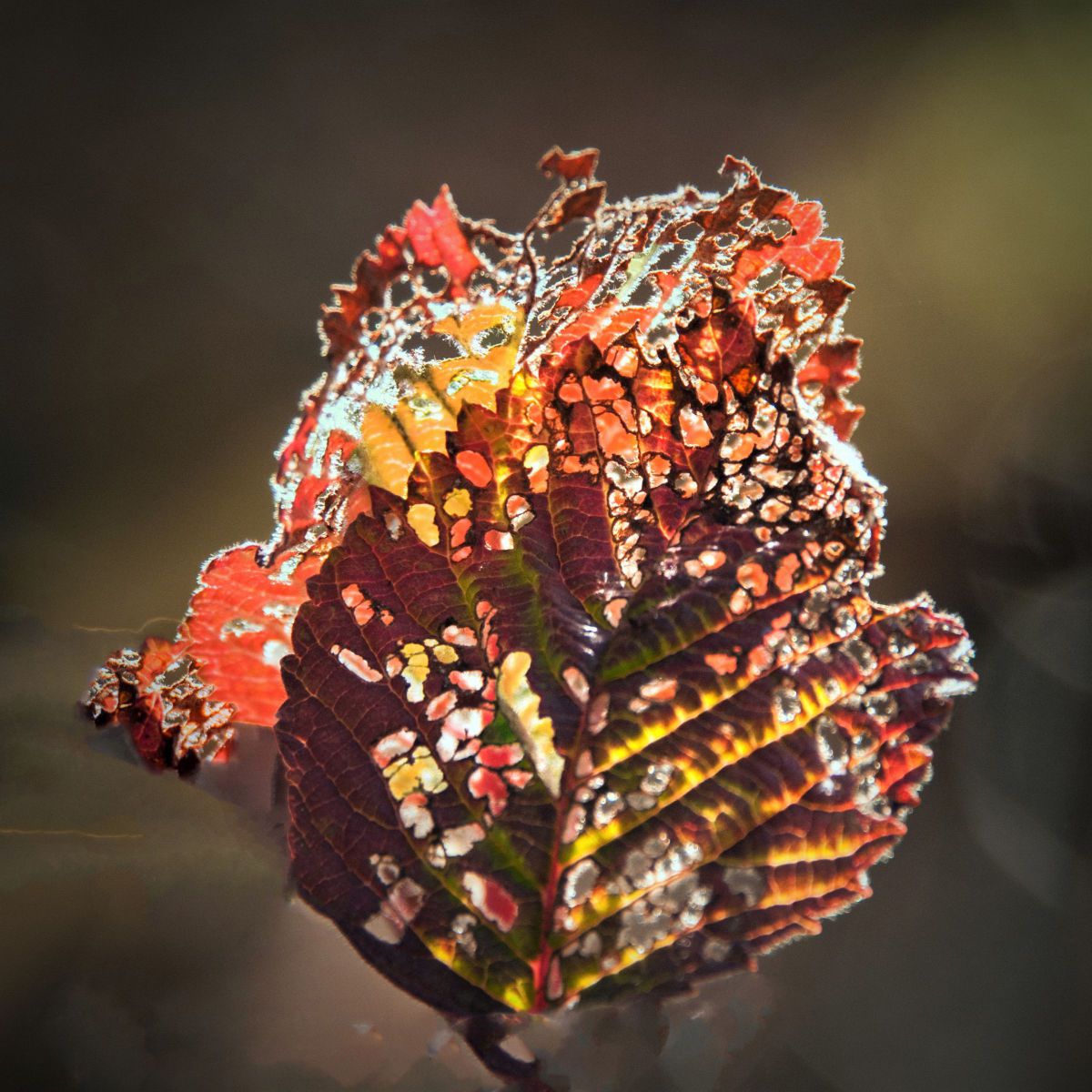 Jewel leaf | GANREF