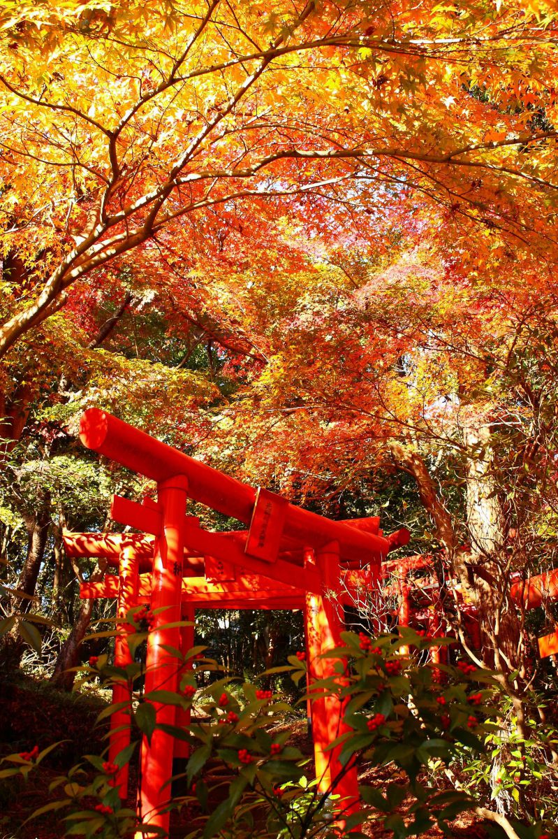 油山寺紅葉 自然 風景 その他 Ganref