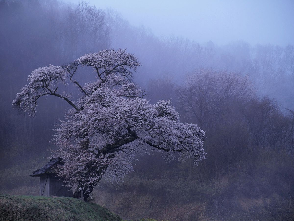 ショット数2002回✨Olympus E-510 発表会 野外撮影に❣️ Amazon | OLYMPUS デジタル一眼レフカメラ E-510 レンズキット
