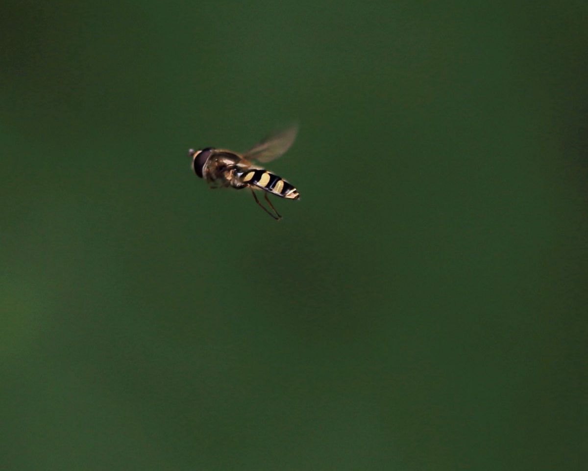 ホバリング中の胴体 アブ 動物 虫 昆虫 Ganref