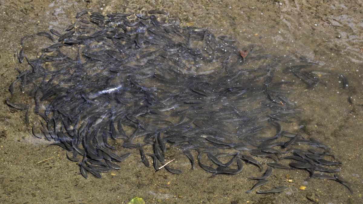 群れる 動物 魚類 Ganref