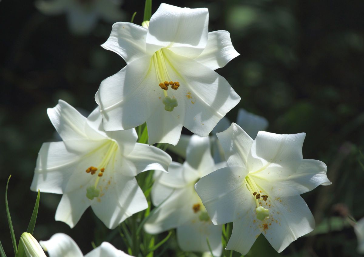 テッポウユリ GANREF