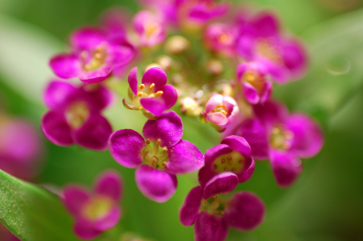 アリアッサム 2 植物 花 花びら Ganref アリアッサム 2 植物 花 花びら Ganref