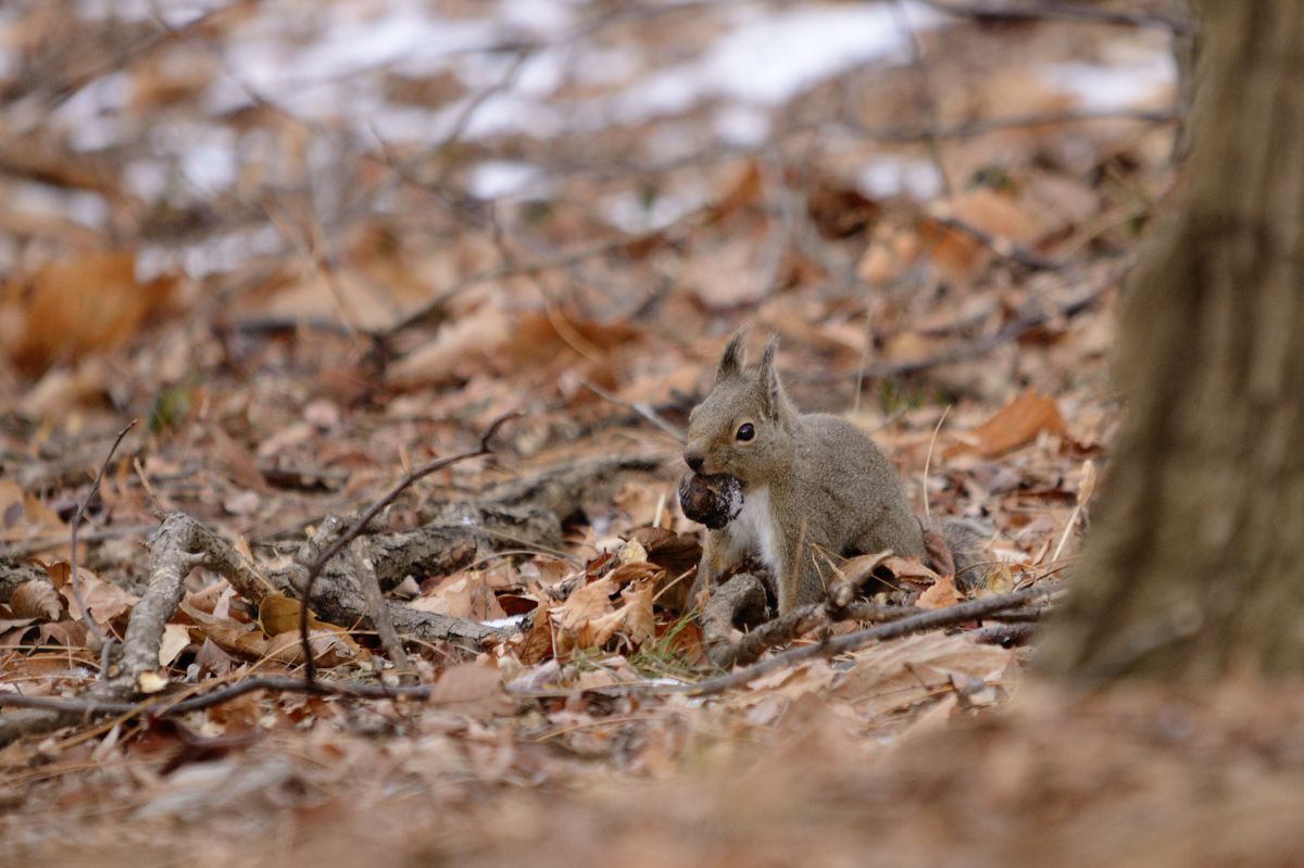 木の実 掘り出し ニホンリス 動物 小動物 Ganref