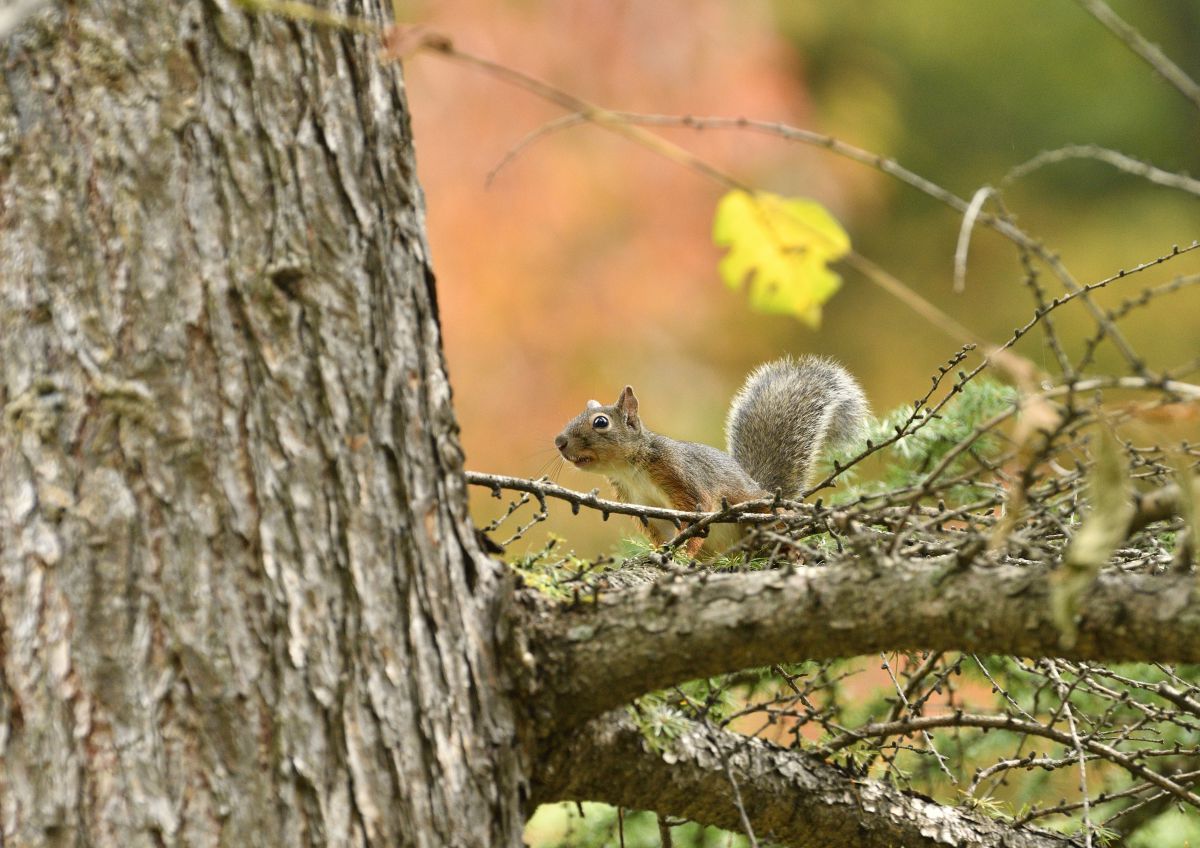 命短し ニホンリス 動物 小動物 Ganref