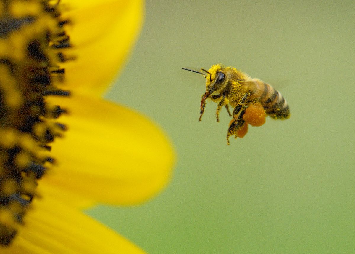 ミツバチのホバリング ４ 最終版 動物 虫 昆虫 Ganref