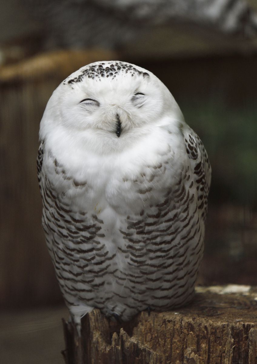 シロフクロウ ２ でも やっぱ この顔よね 動物 鳥類 Ganref