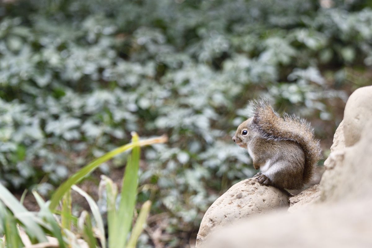 遠くを見つめて ニホンリス 動物 小動物 Ganref