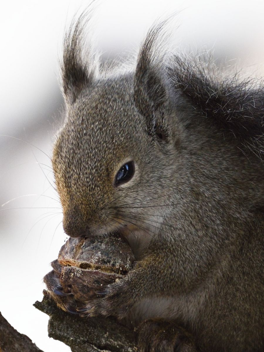 ニホンリス 野生 動物 小動物 Ganref