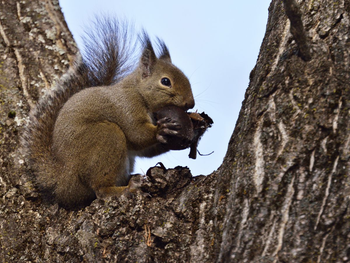 ニホンリス アップで 動物 小動物 Ganref
