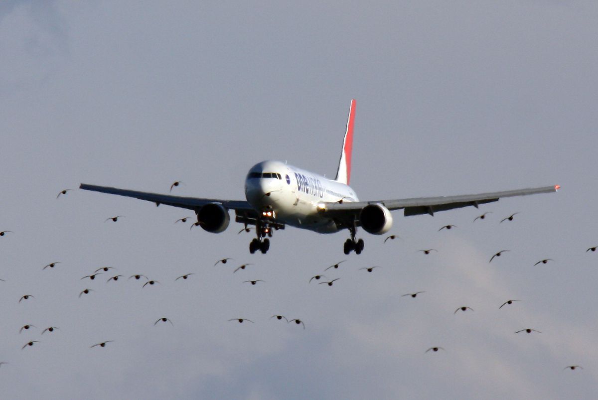 バードストライク 乗り物 交通 航空機 空港 Ganref