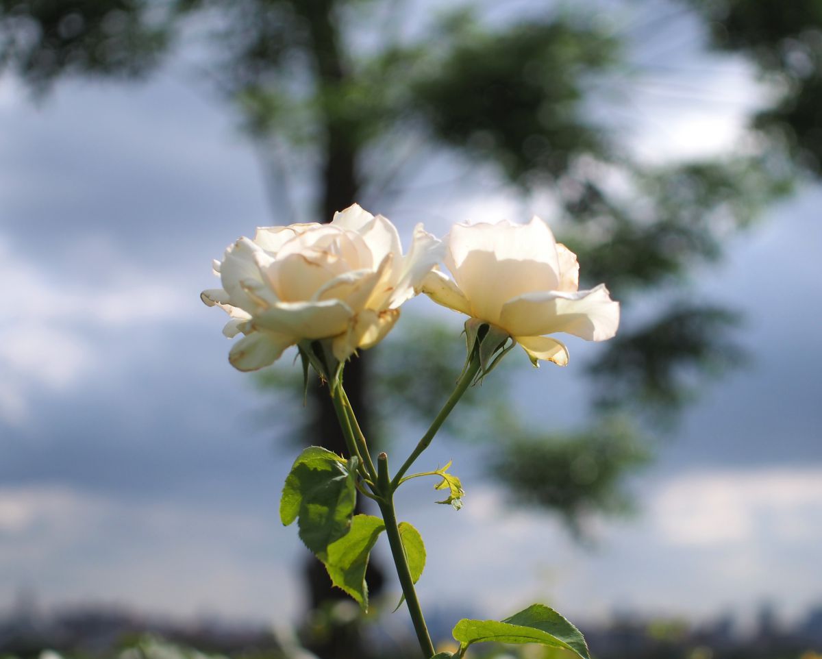 少し枯れかけてるバラ 植物 花 花びら Ganref 少し枯れかけてるバラ 植物 花 花びら Ganref