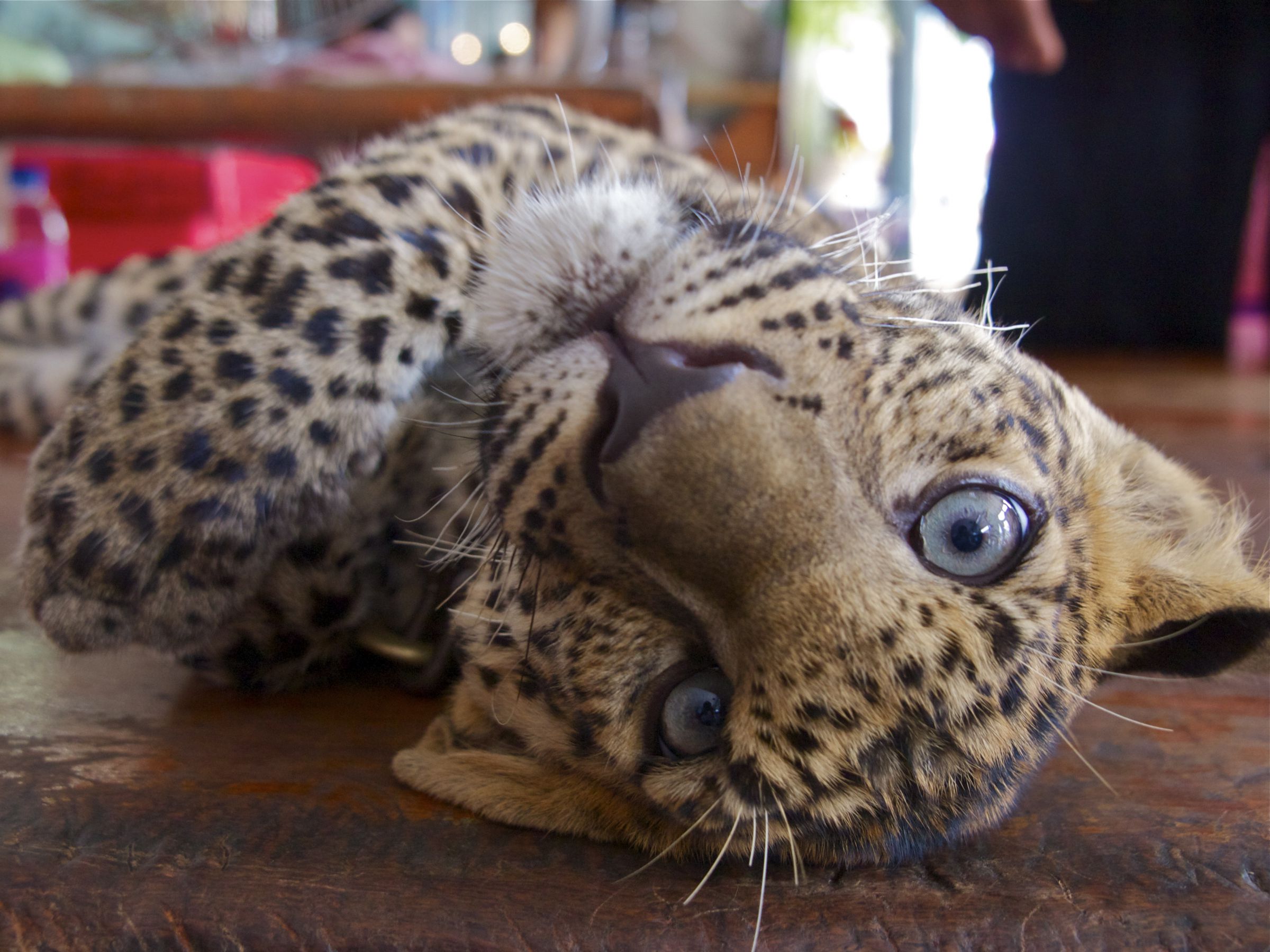 ヒョウの子供 | GANREF