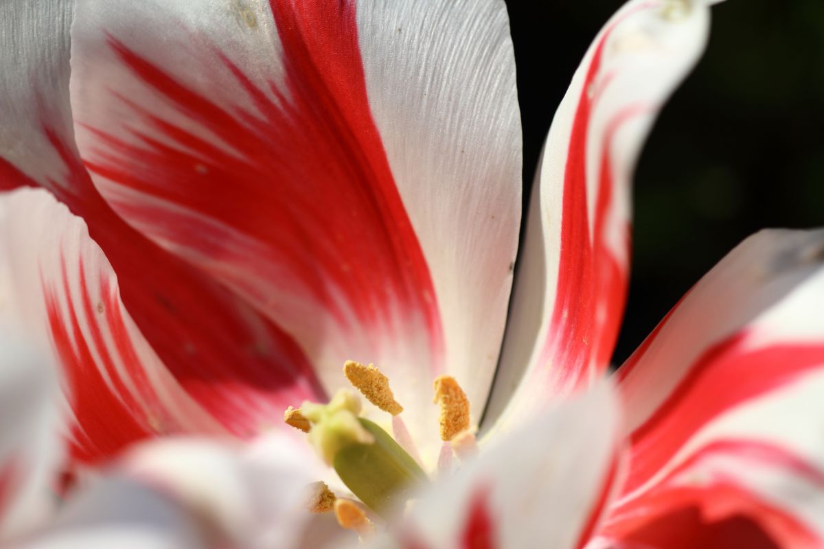 散り際のチューリップ 植物 花 花びら Ganref