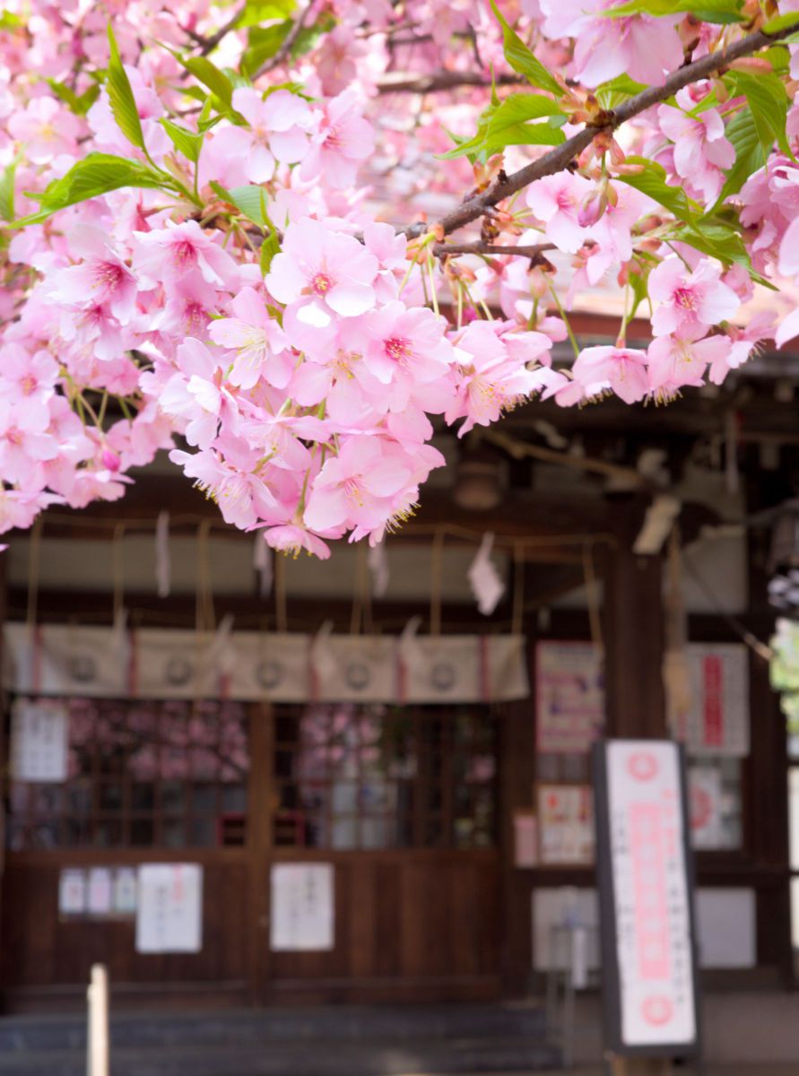 桜神社2 | GANREF