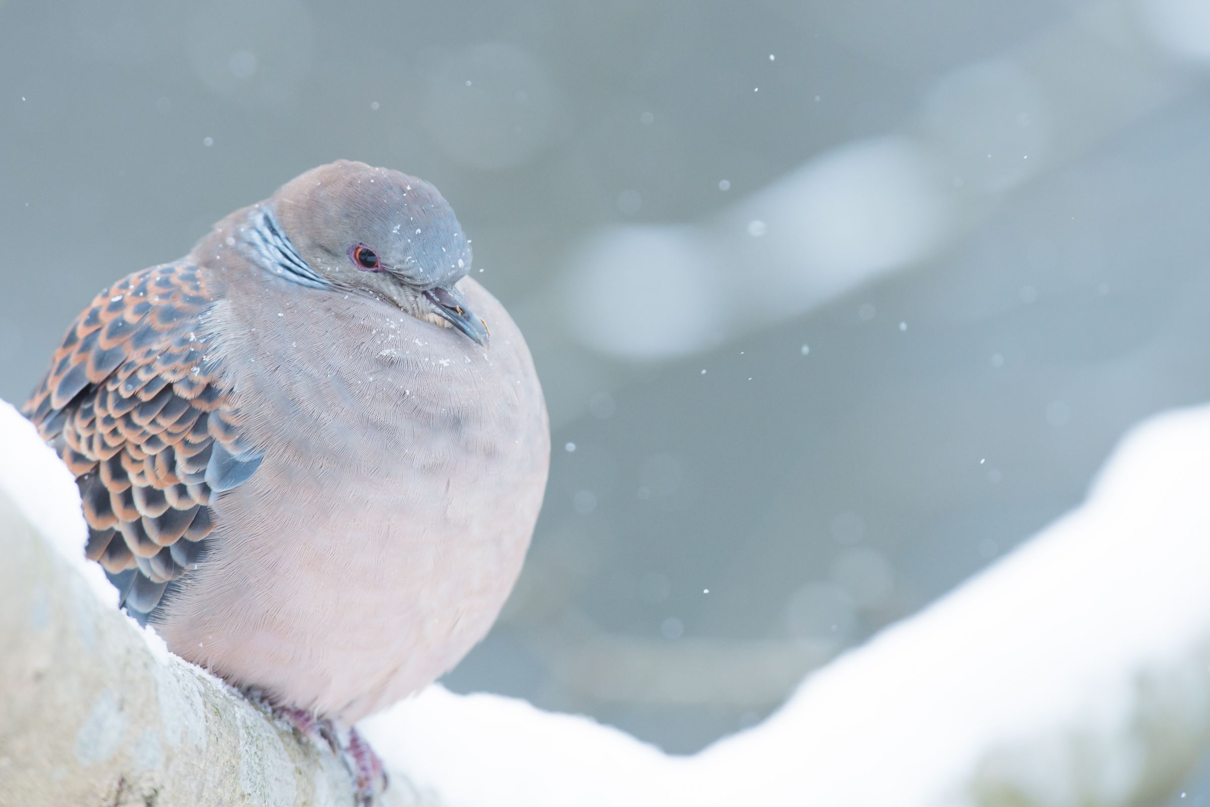 キジバト_20130208 | GANREF